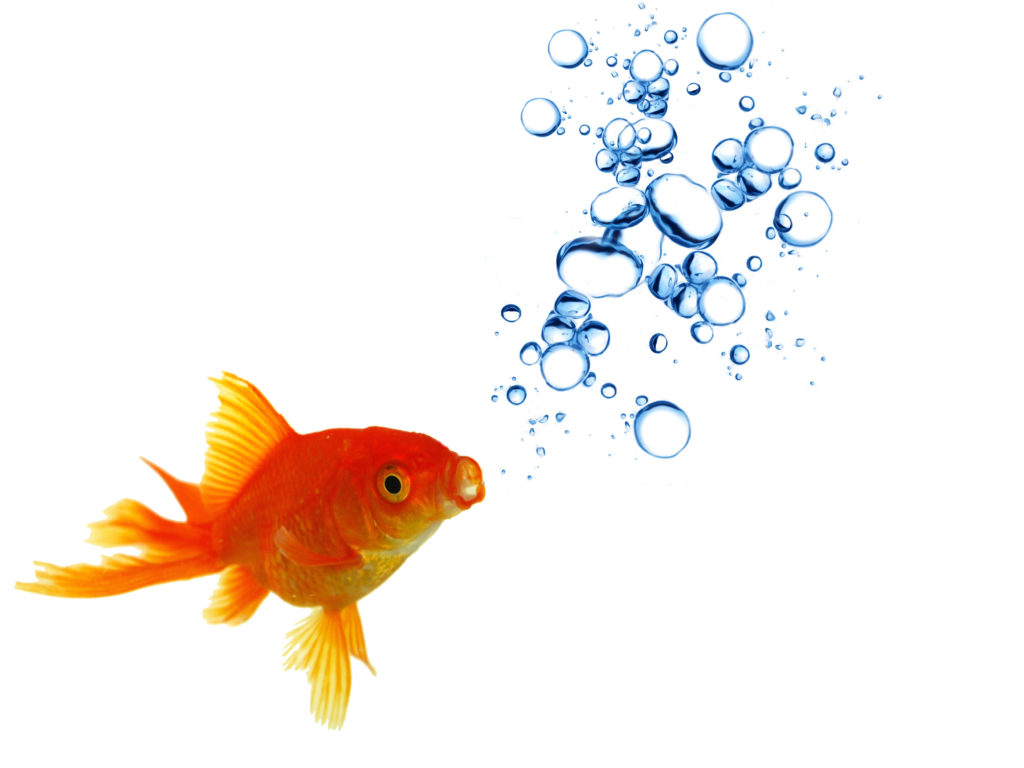 Gold fish with bubbles